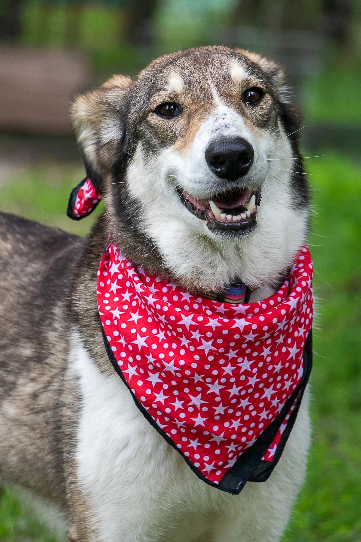 Lilu (Лілу), female senior mixed breed for adoption at Sirius Shelter, Kyiv