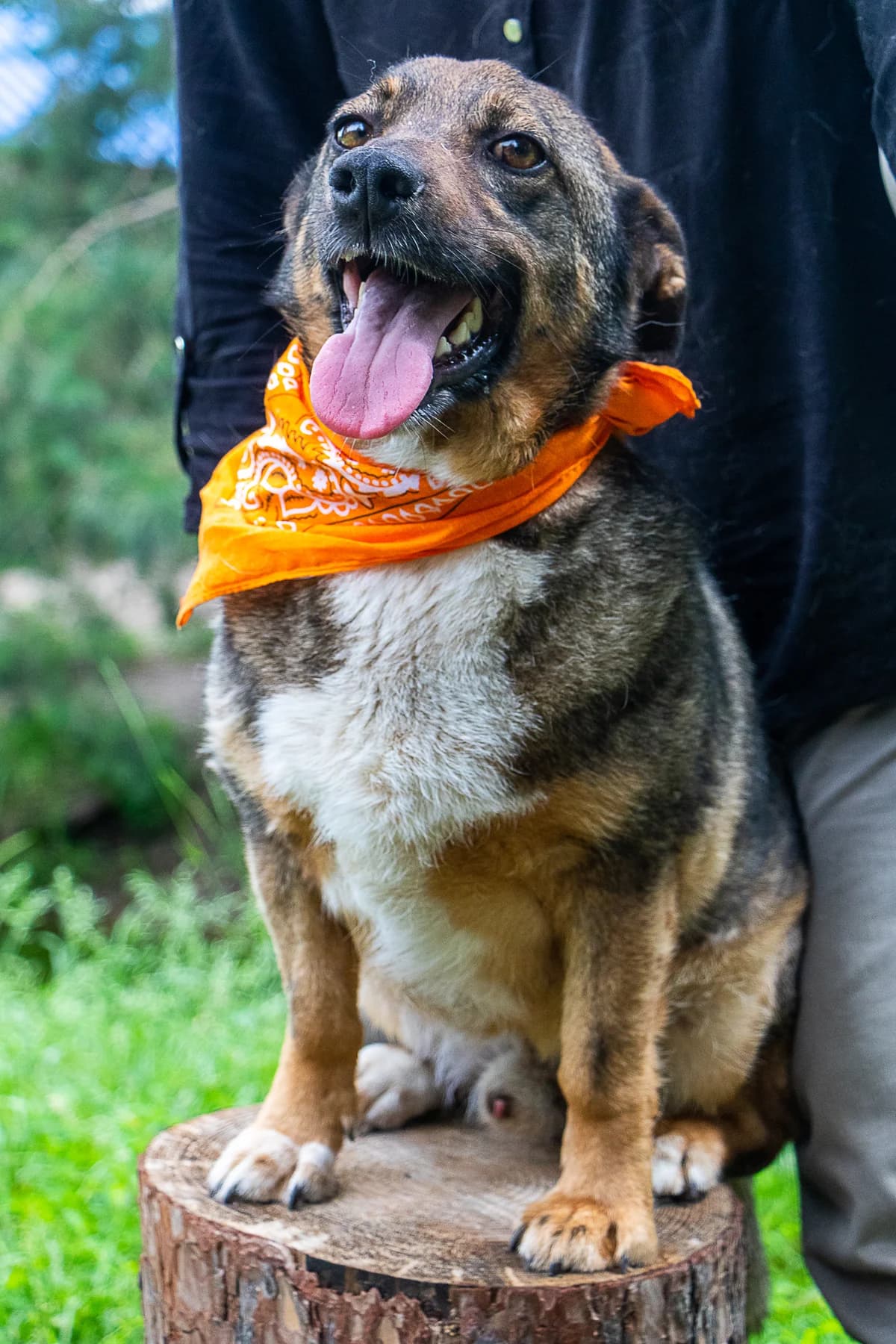 Tobi (Тобі),  (Sirius Shelter)