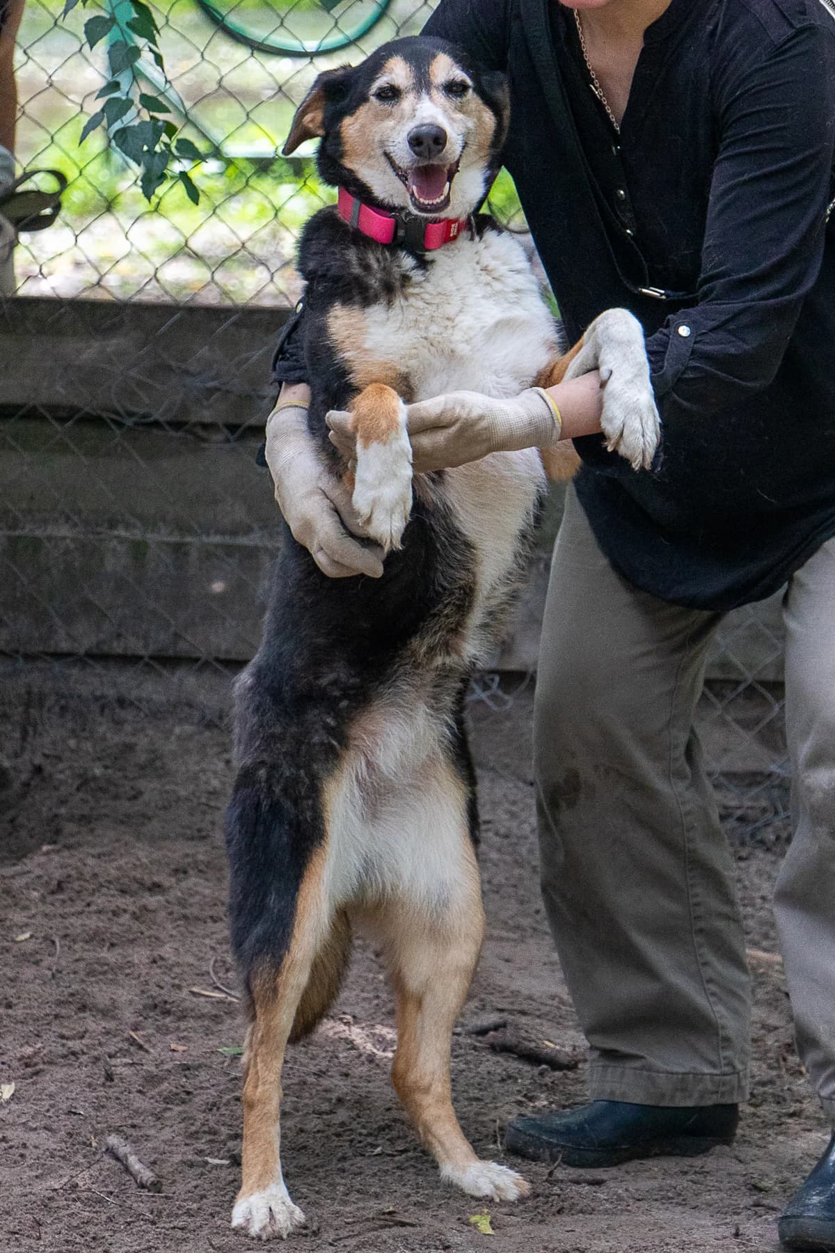 Lapi (Лапі), female senior mixed breed for adoption at Sirius Shelter, Kyiv