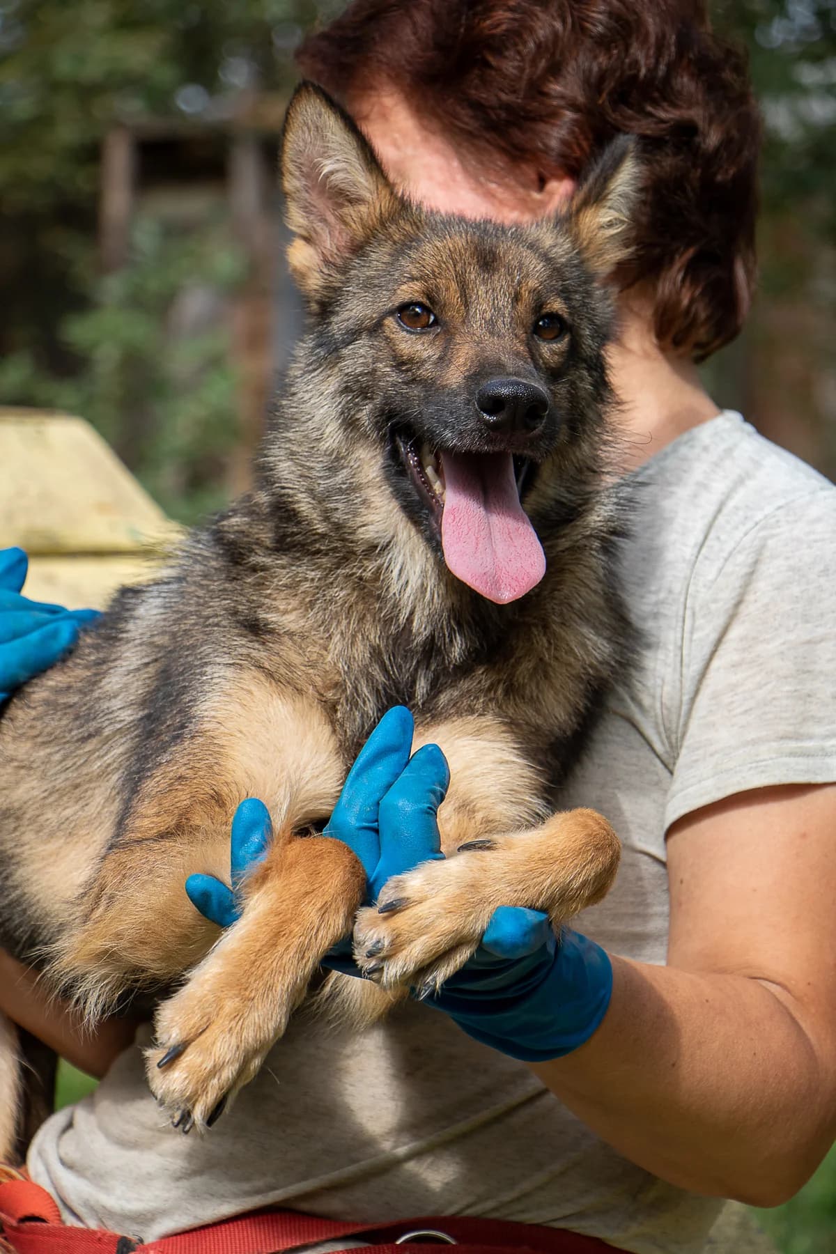 Tilda (Тільда),  (Sirius Shelter)