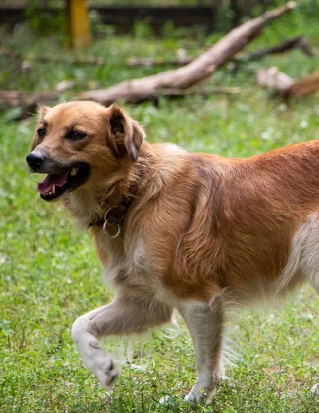 Квітка photo 2