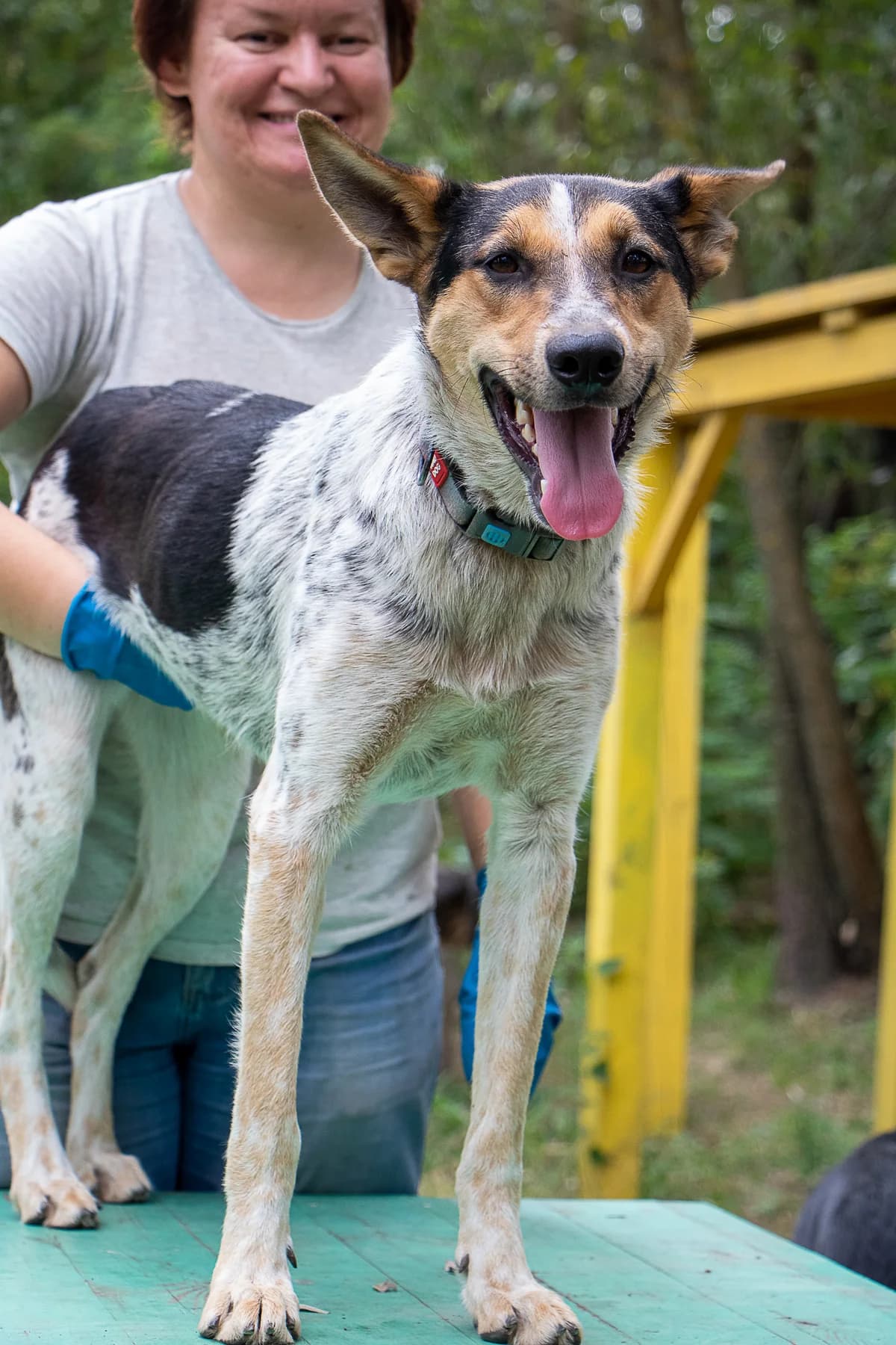 Lizzi (Ліззі),  (Sirius Shelter)