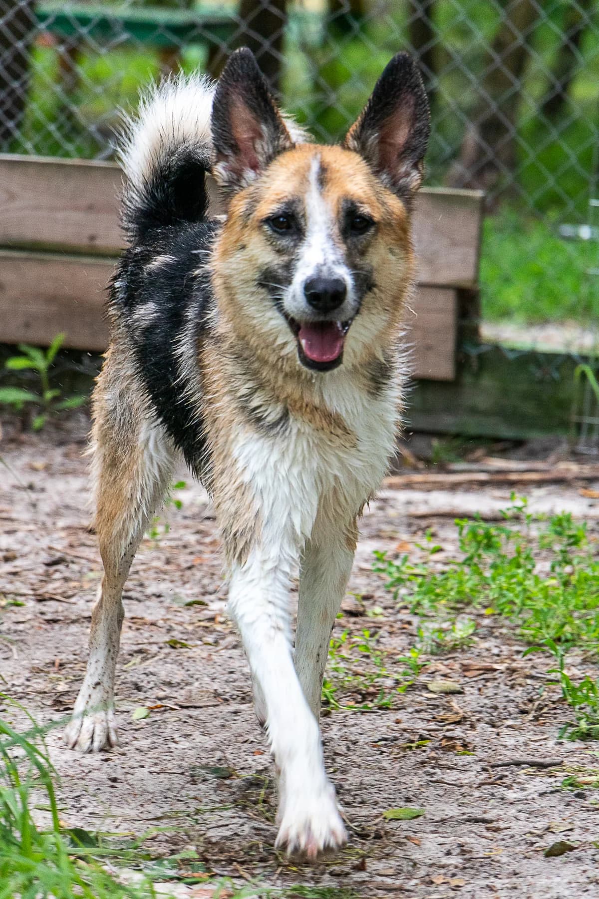 Oskar (Оскар),  (Sirius Shelter)
