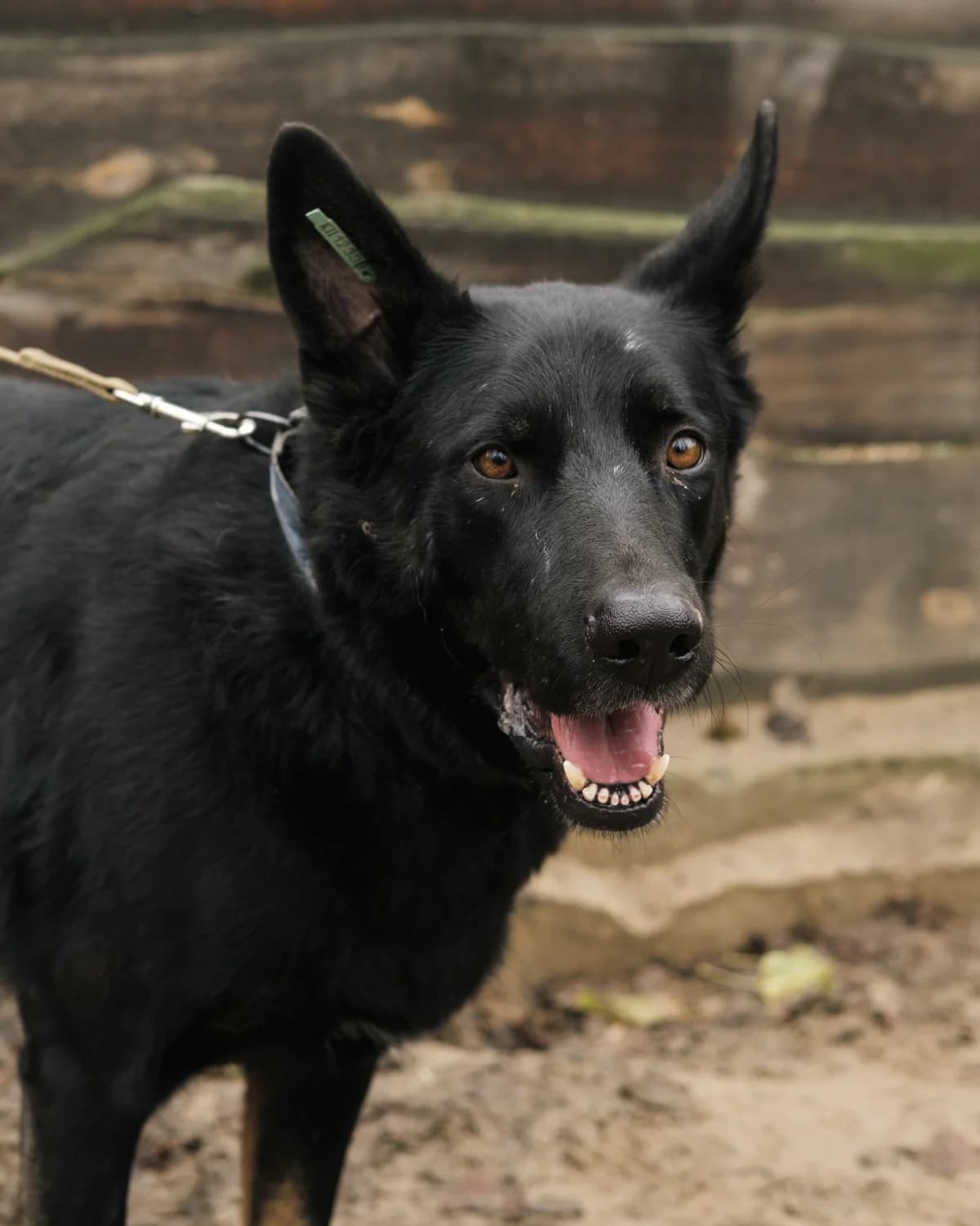 Richard (Річард), male senior mixed breed for adoption at Sirius Shelter, Kyiv