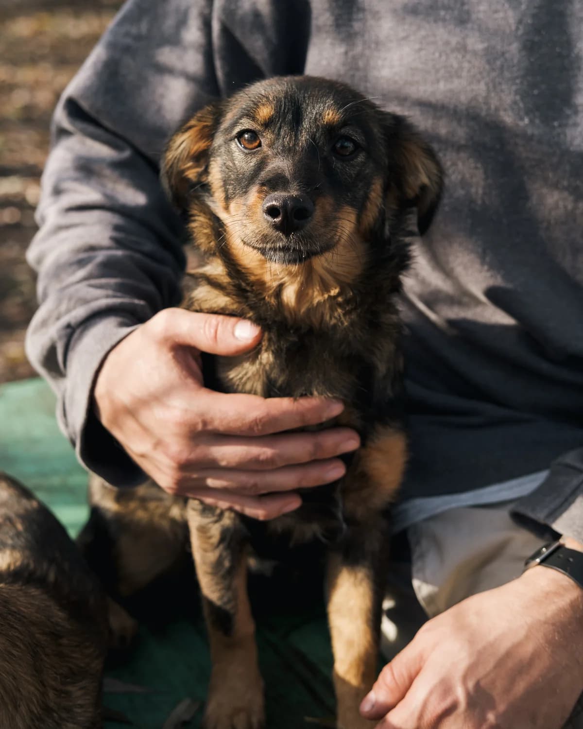Vasya (Вася),  (Sirius Shelter)