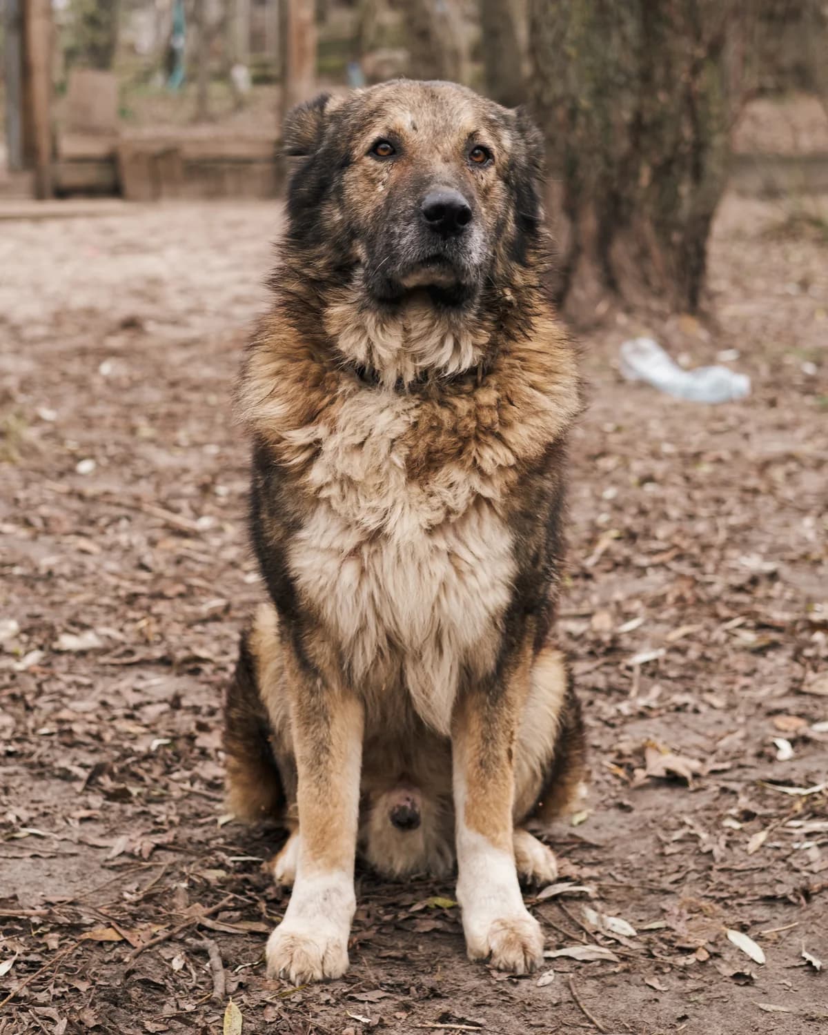 Rey (Рей),  (Sirius Shelter)