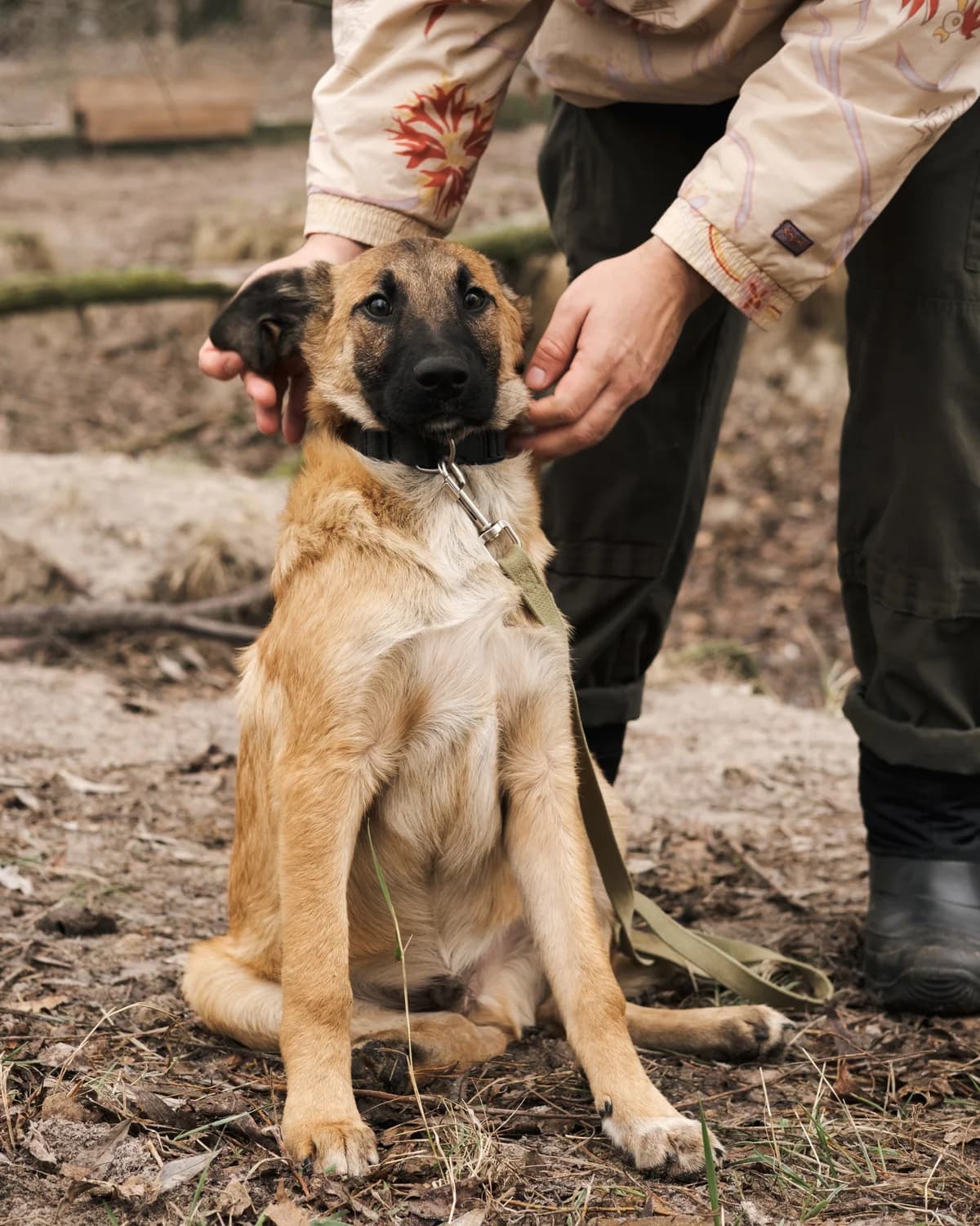 Rayder (Райдер),  (Sirius Shelter)