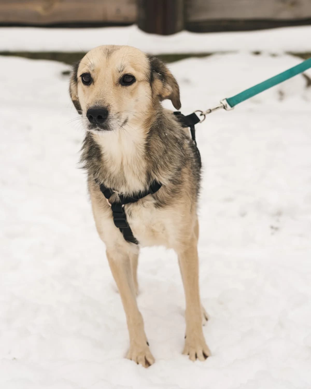 Lesli (Леслі),  (Sirius Shelter)