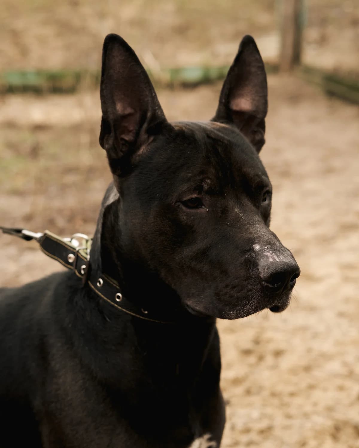 Ozzi Osborn (Оззі Осборн), black male Staffordshire Bull Terrier for adoption at Sirius Shelter, Kyiv