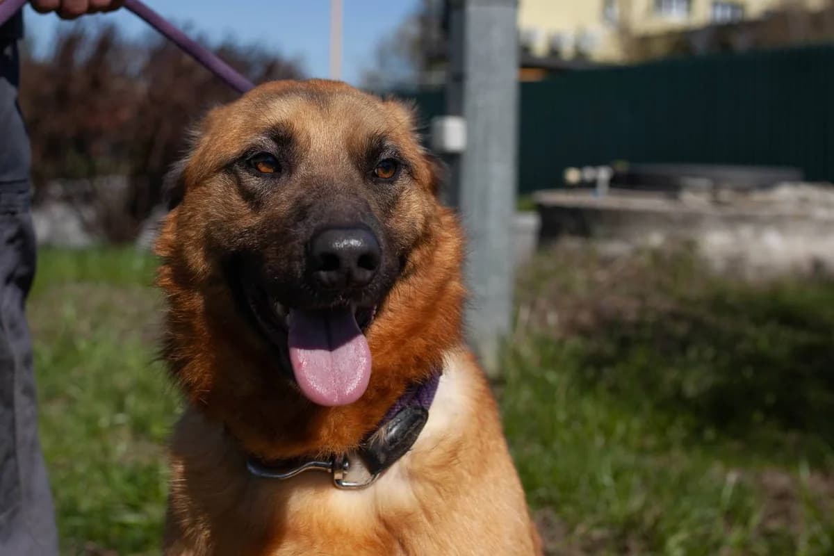 Spinoza (Спіноза),  Mixed Breed for adoption at Animals City Kharkiv, Kharkiv