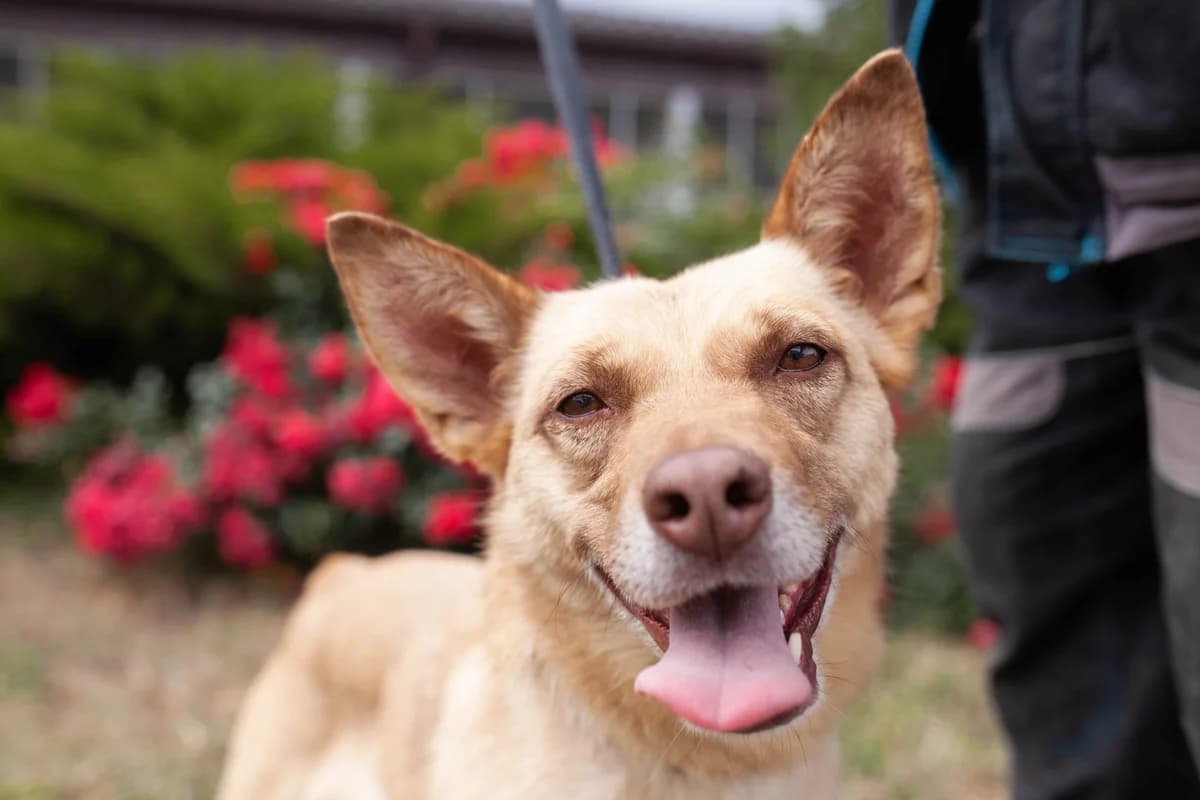 Kleopatra (Клеопатра),  Mixed Breed for adoption at Animals City Kharkiv, Kharkiv