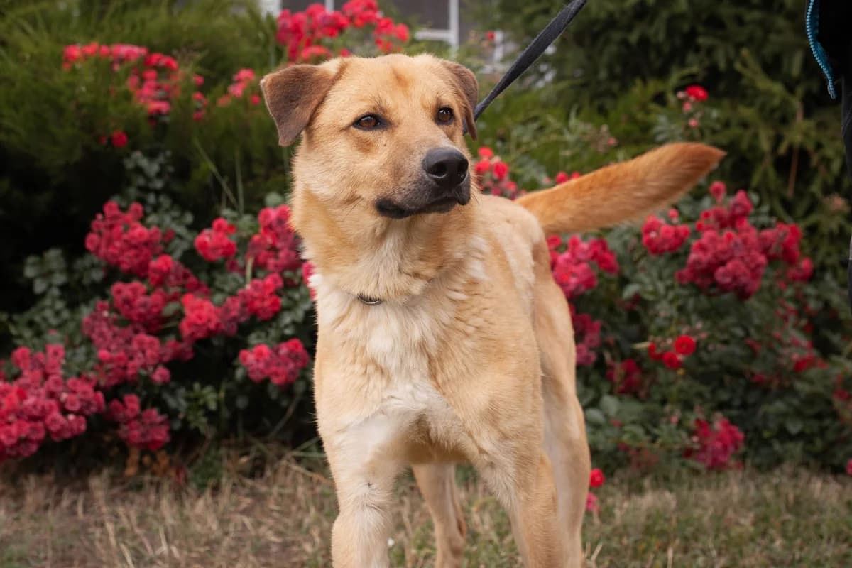 Zhulyen (Жульєн),  Mixed Breed for adoption at Animals City Kharkiv, Kharkiv