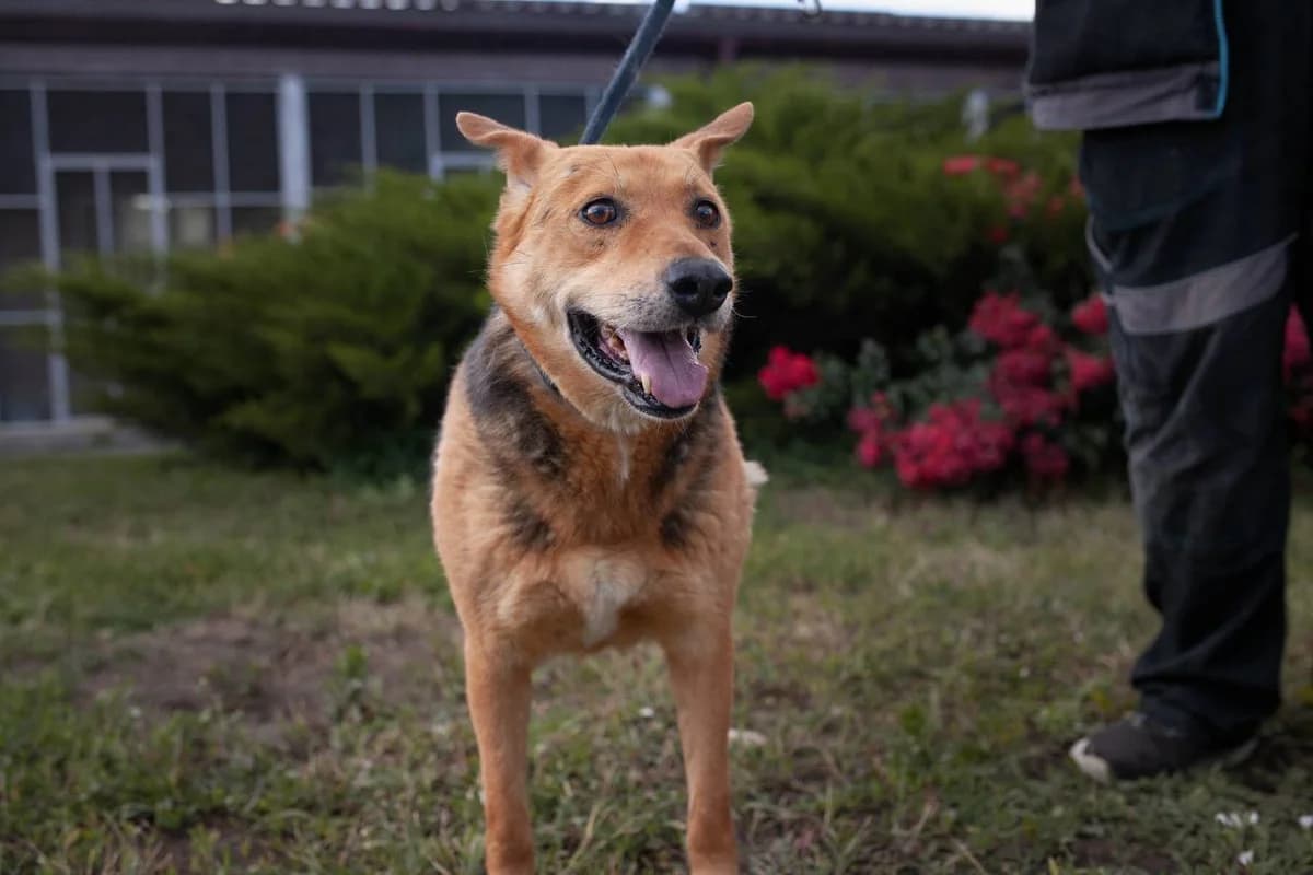 Dominik (Домінік),  Mixed Breed for adoption at Animals City Kharkiv, Kharkiv