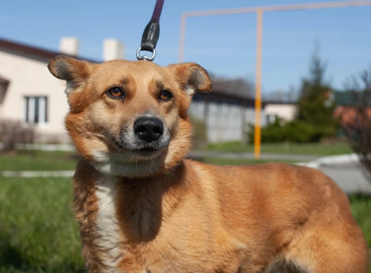 Felisiya (Фелісія),  Mixed Breed for adoption at Animals City Kharkiv, Kharkiv