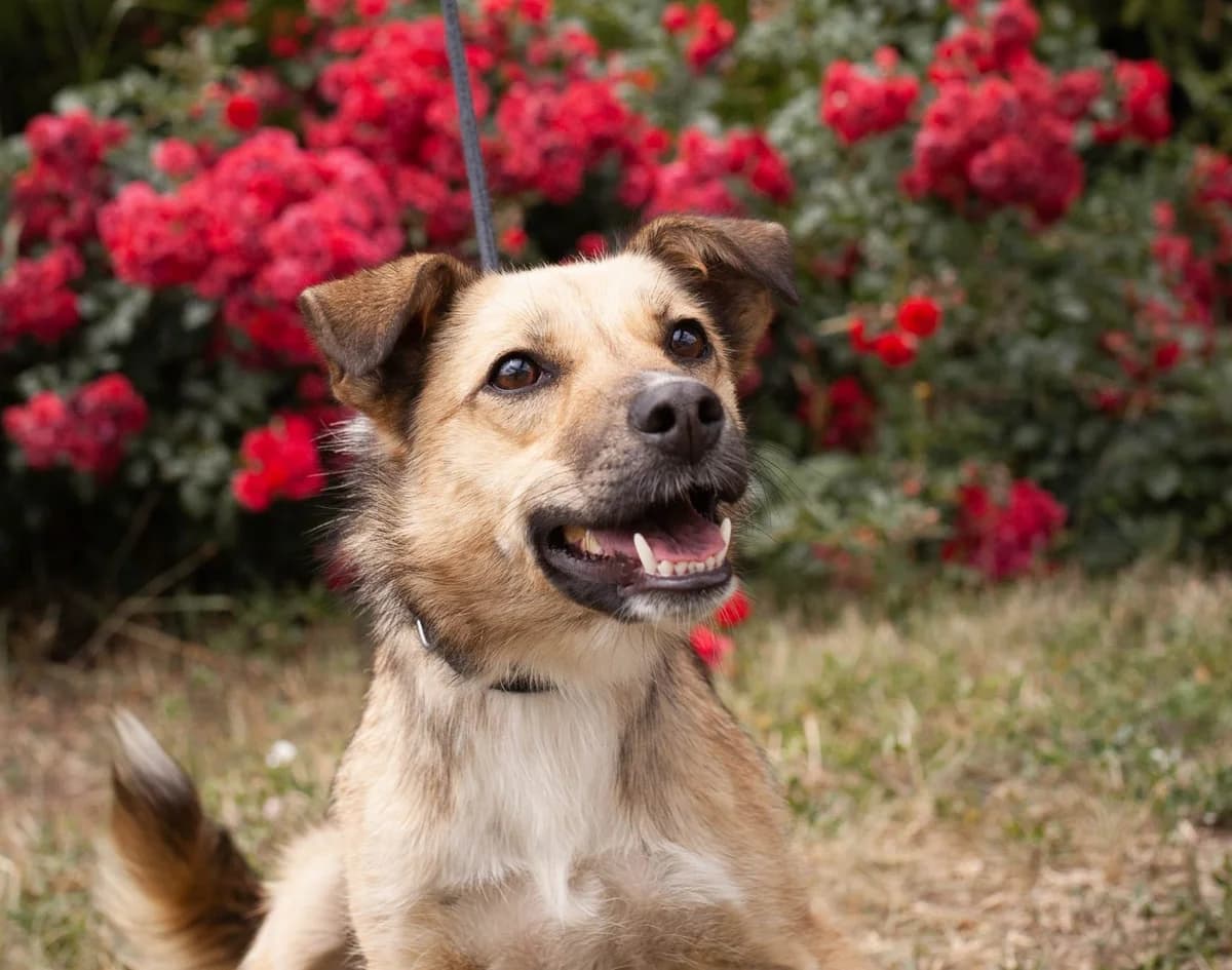 Perl (Перл),  Mixed Breed for adoption at Animals City Kharkiv, Kharkiv