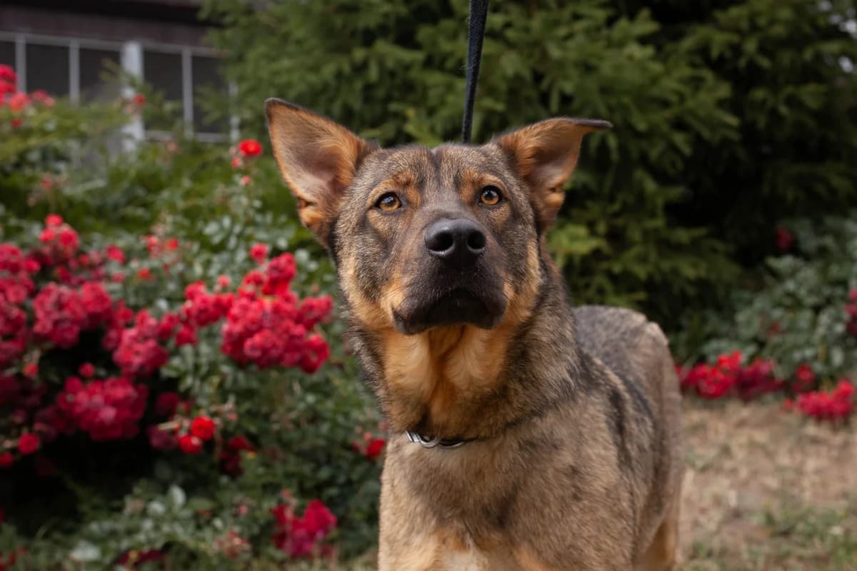 Zevs (Зевс),  Mixed Breed for adoption at Animals City Kharkiv, Kharkiv