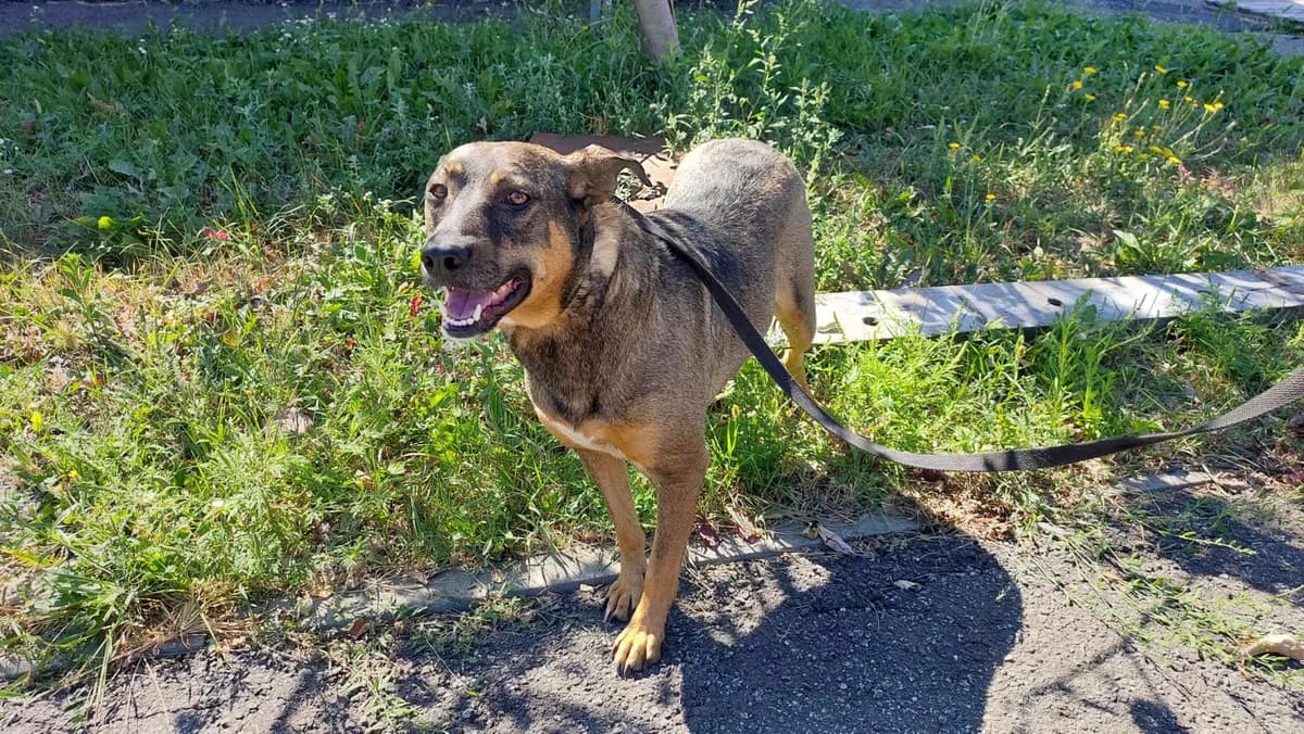 Ruta (Рута),  Mixed Breed for adoption at Animals City Kharkiv, Kharkiv