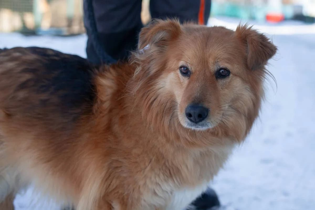 Benya (Беня),  Mixed Breed for adoption at Animals City Kharkiv, Kharkiv