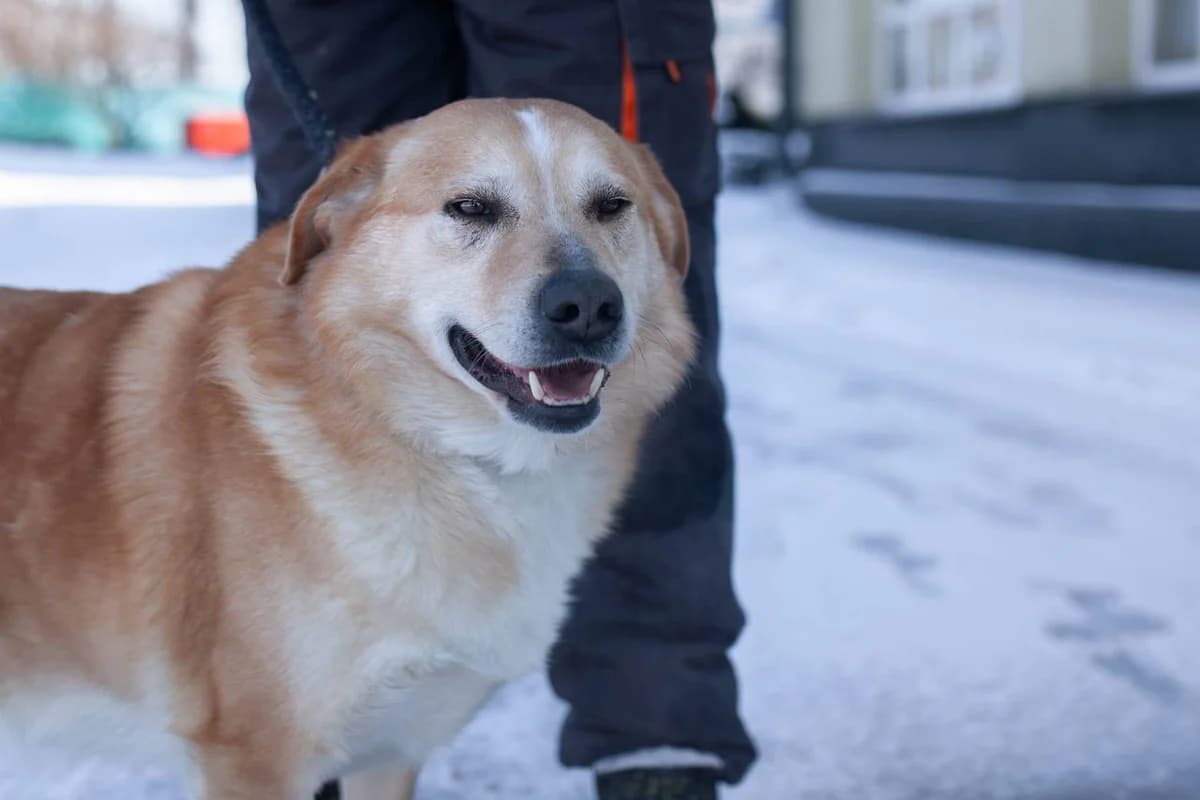 Skubi (Скубі), Mixed Breed for adoption at Animals City Kharkiv, Kharkiv