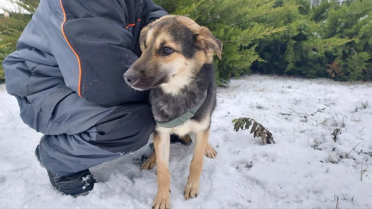 Maks (Макс),  Mixed Breed for adoption at Animals City Kharkiv, Kharkiv