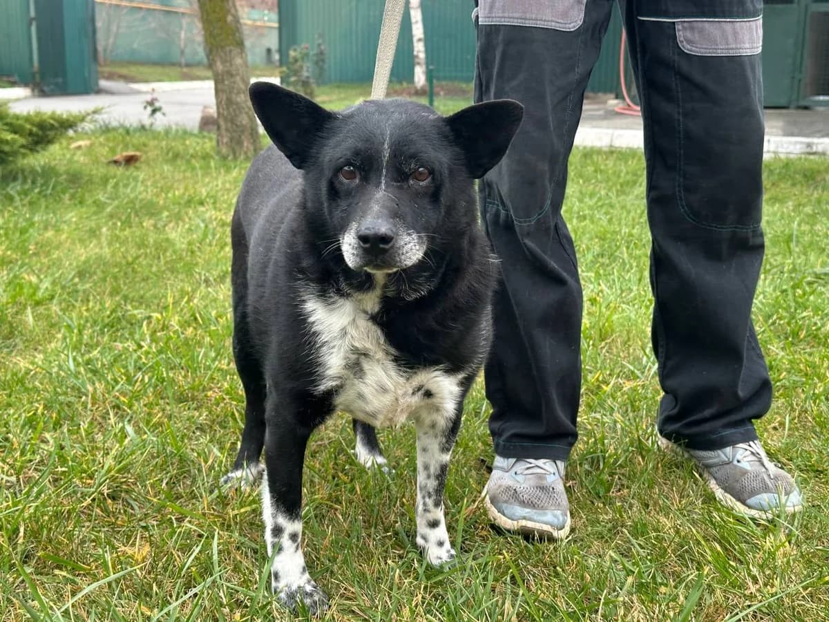 Farim (Фарім),  Mixed Breed for adoption at Animals City Kharkiv, Kharkiv