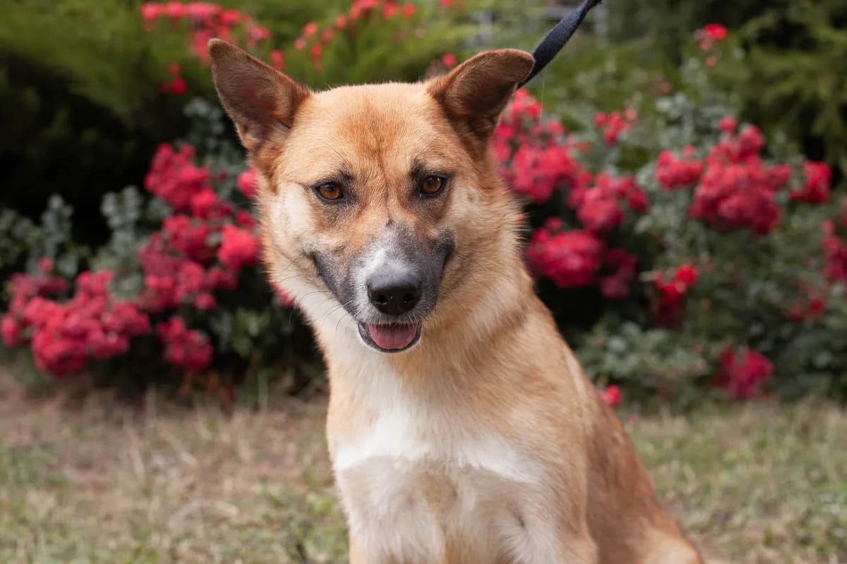 Mayna (Майна),  Mixed Breed for adoption at Animals City Kharkiv, Kharkiv