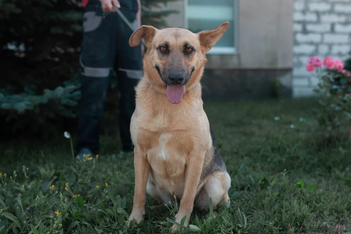 Chucha (Чуча), Mixed Breed for adoption at Animals City Kharkiv, Kharkiv