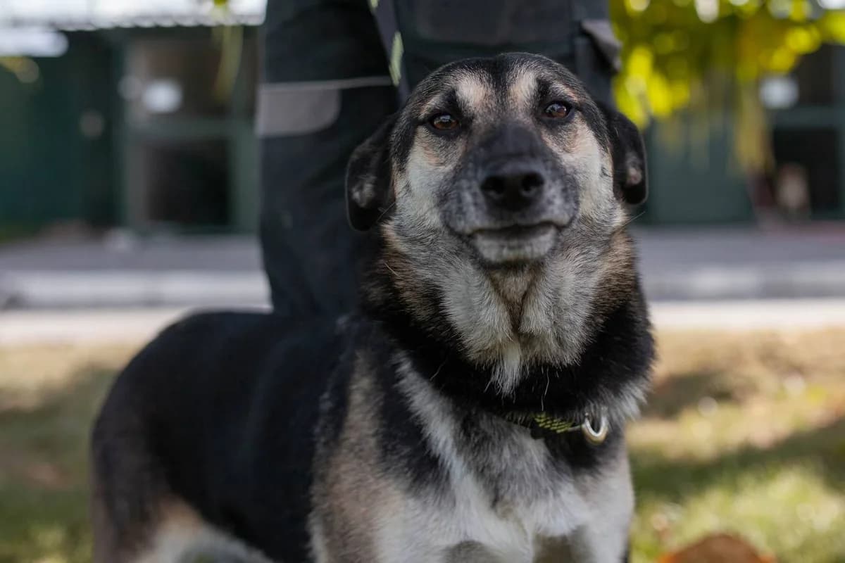 Irma (Ірма), Mixed Breed for adoption at Animals City Kharkiv, Kharkiv