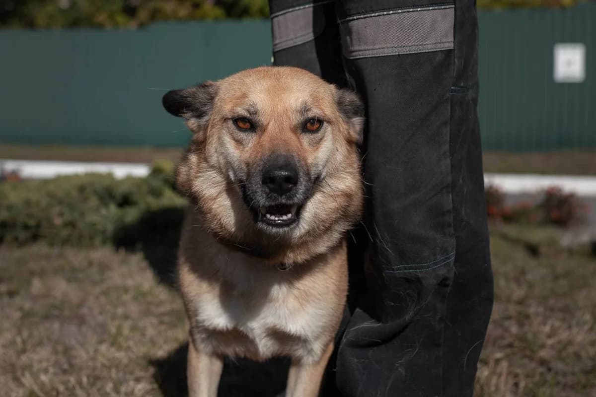 Alisa (Аліса), Mixed Breed for adoption at Animals City Kharkiv, Kharkiv