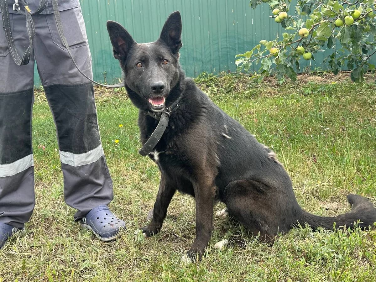 Zhizel (Жизель), Mixed Breed for adoption at Animals City Kharkiv, Kharkiv