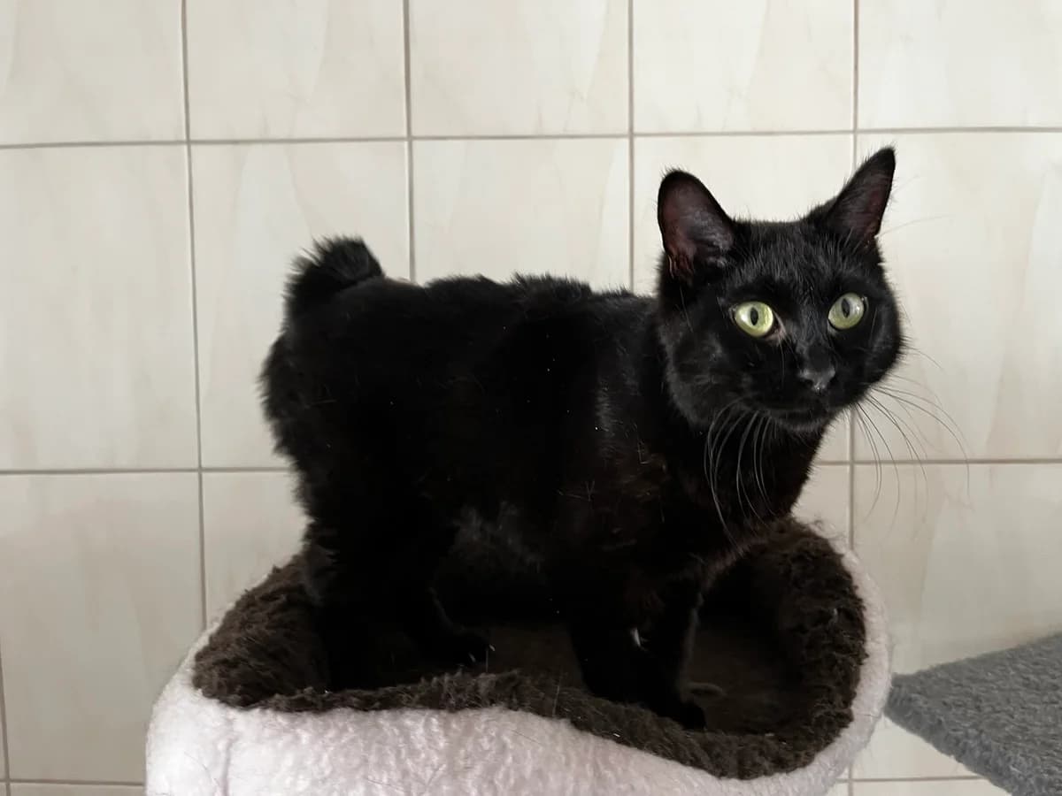 Vasilisa (Василиса), Mixed Breed for adoption at Animals City Kharkiv, Kharkiv