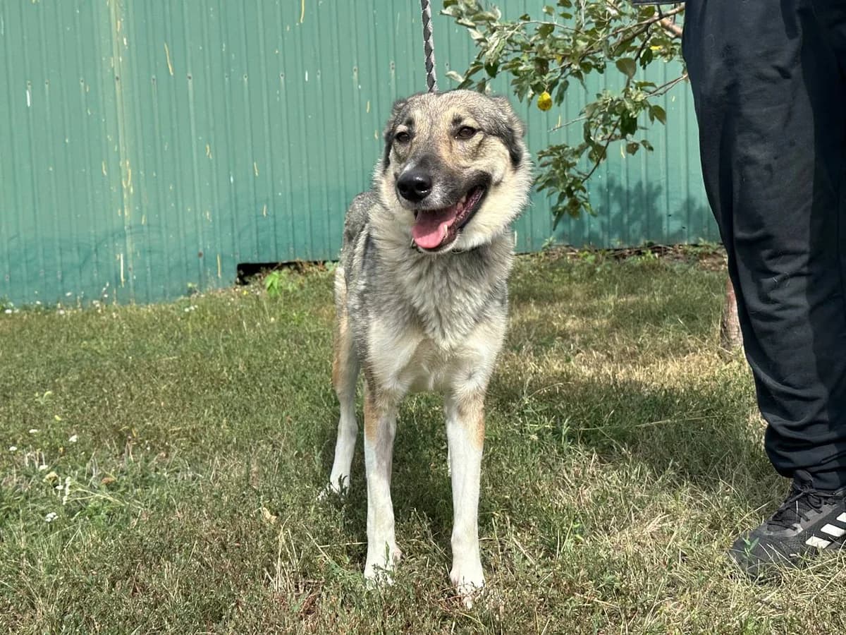 Milka (Мілка),  Mixed Breed for adoption at Animals City Kharkiv, Kharkiv