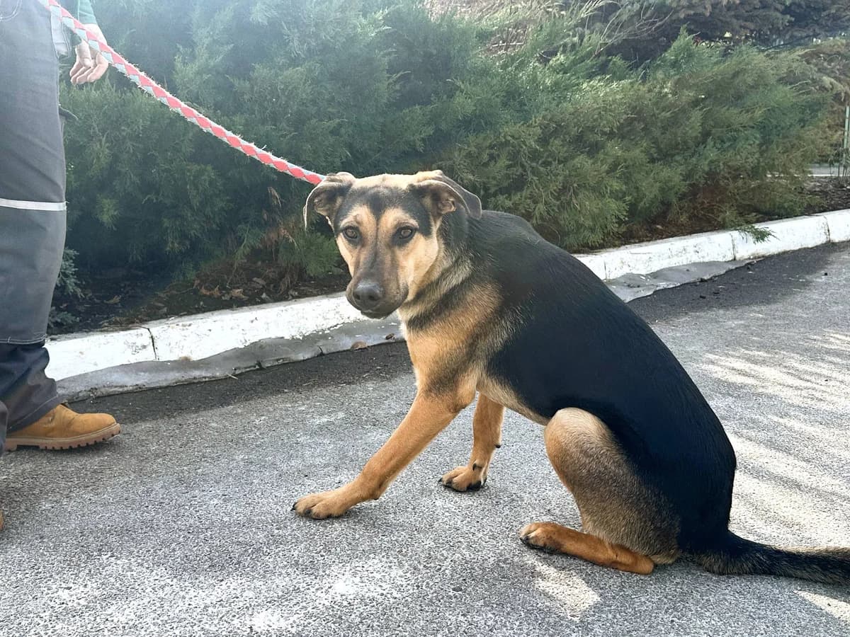 Lili (Лілі),  Mixed Breed for adoption at Animals City Kharkiv, Kharkiv