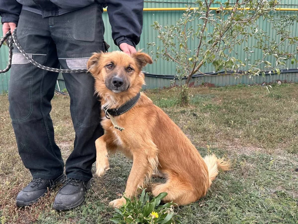 Luntik (Лунтік),  Mixed Breed for adoption at Animals City Kharkiv, Kharkiv