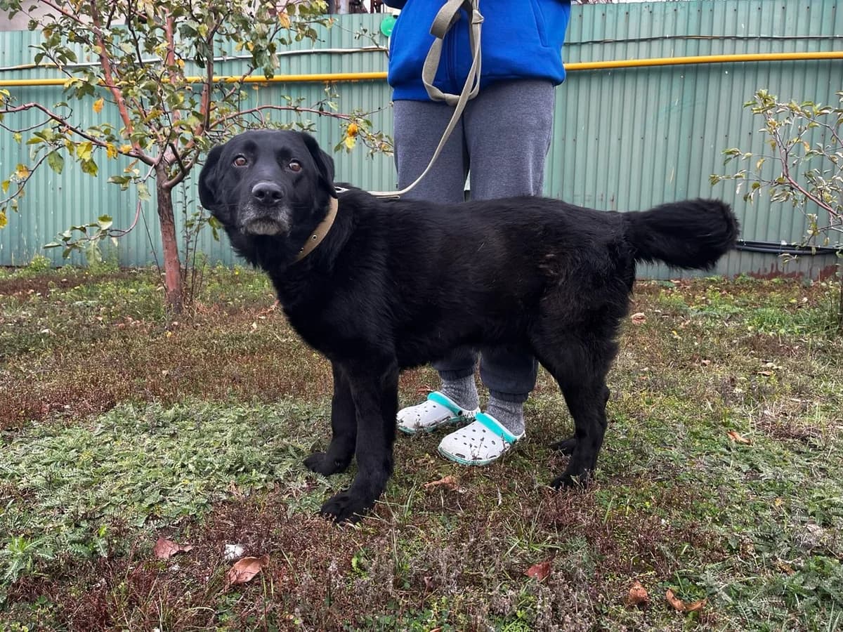 Dancher (Данчер),  Mixed Breed for adoption at Animals City Kharkiv, Kharkiv
