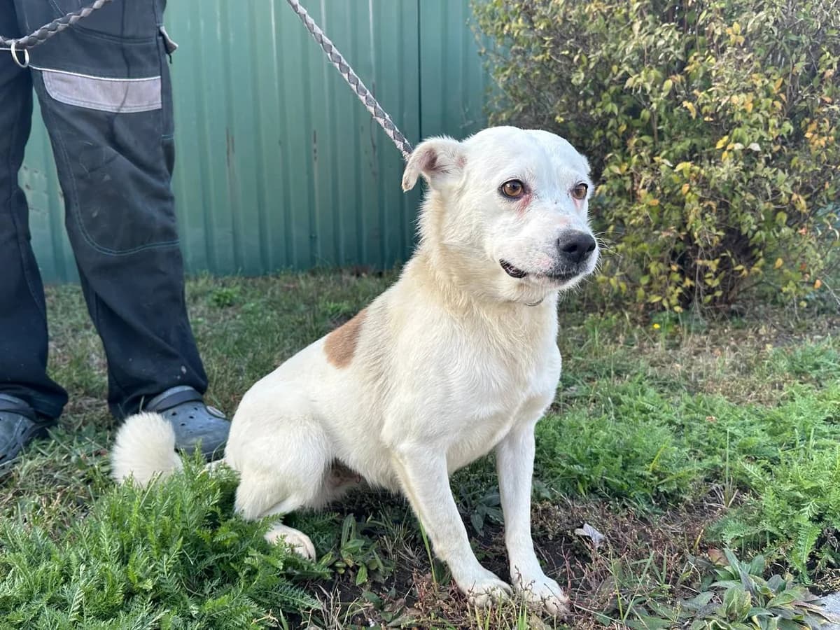 Bella (Белла),  Mixed Breed for adoption at Animals City Kharkiv, Kharkiv