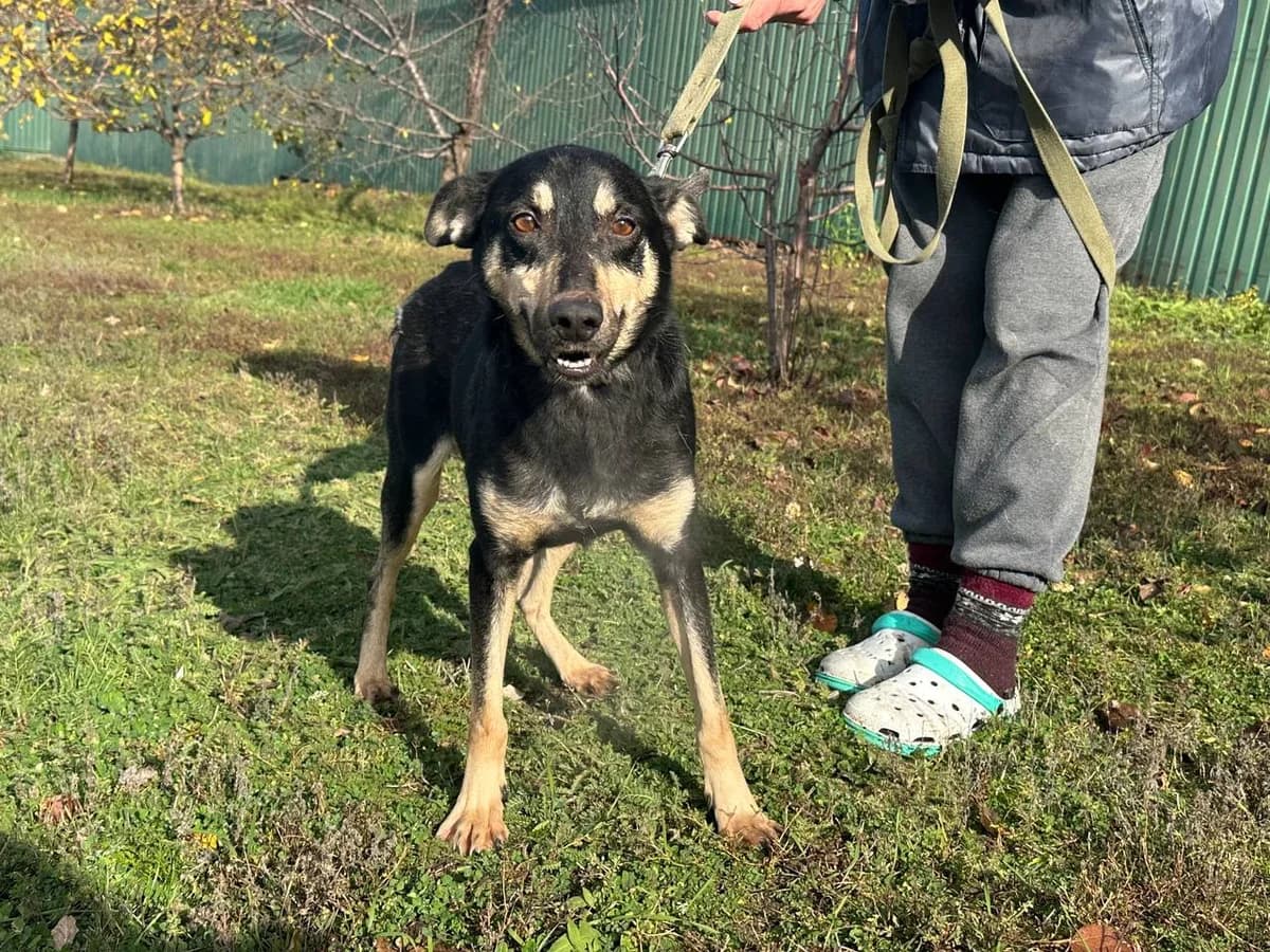 Ringo (Рінго),  Mixed Breed for adoption at Animals City Kharkiv, Kharkiv