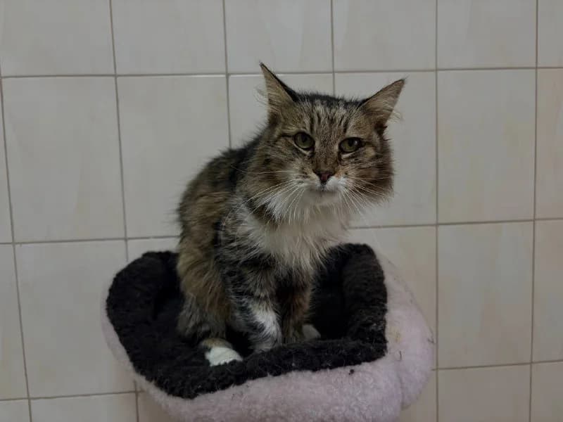 Basya (Бася),  Mixed Breed for adoption at Animals City Kharkiv, Kharkiv
