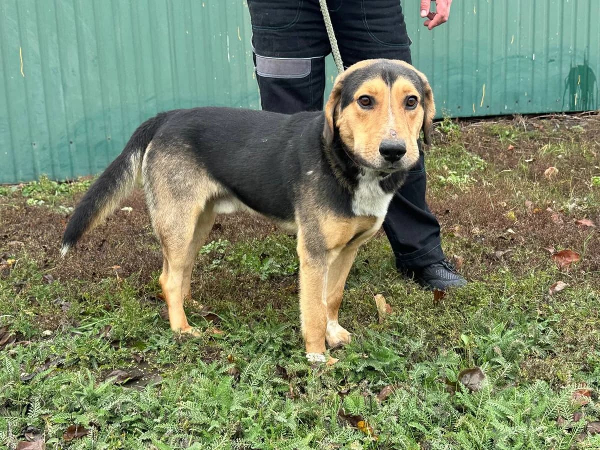 Baron (Барон),  Mixed Breed for adoption at Animals City Kharkiv, Kharkiv