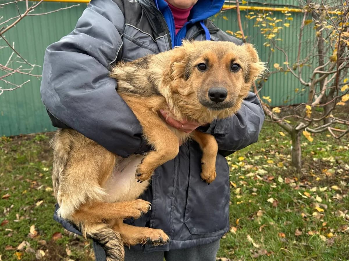 Mishel (Мішель),  Mixed Breed for adoption at Animals City Kharkiv, Kharkiv