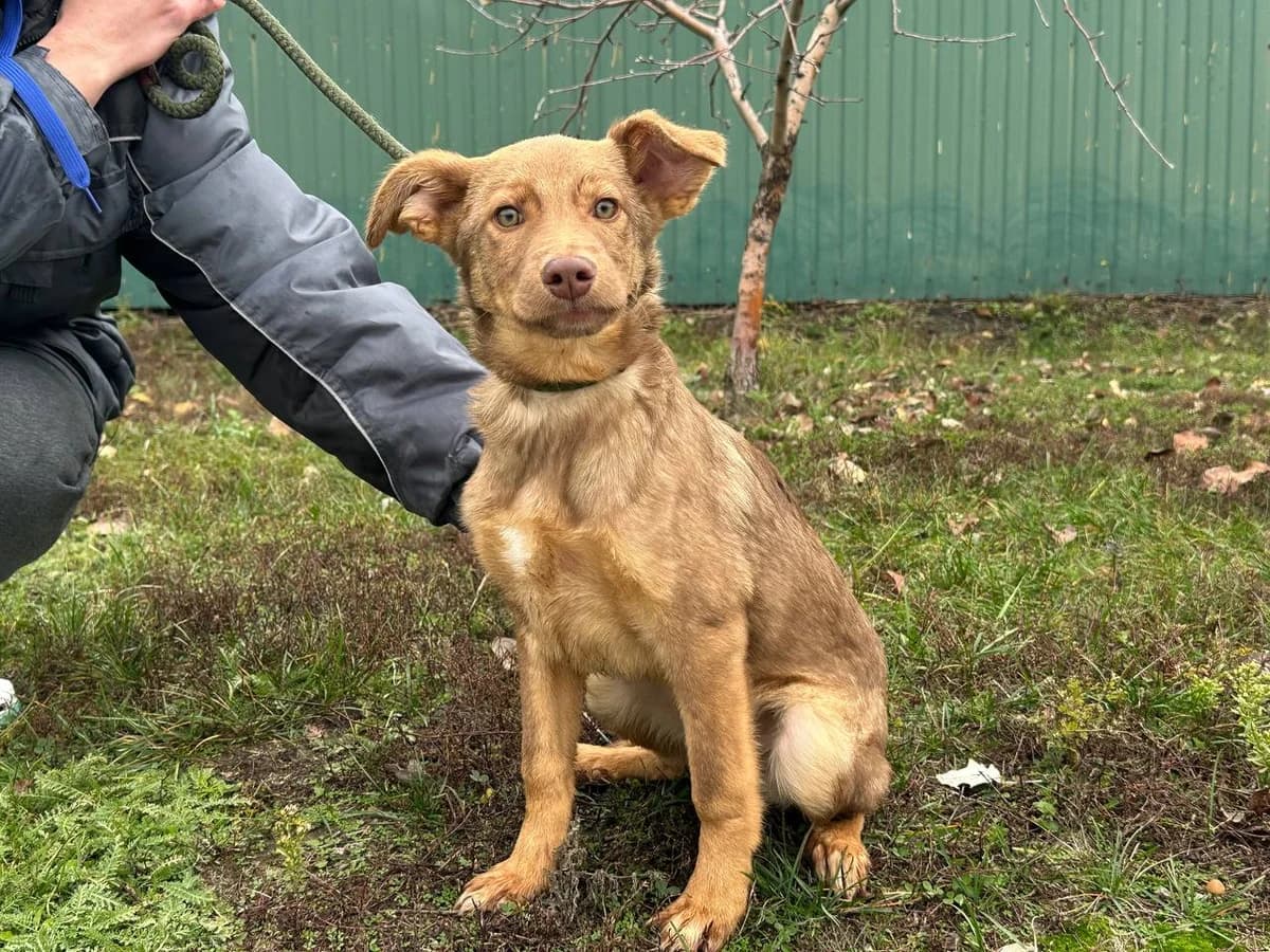 Kuper (Купер),  Mixed Breed for adoption at Animals City Kharkiv, Kharkiv