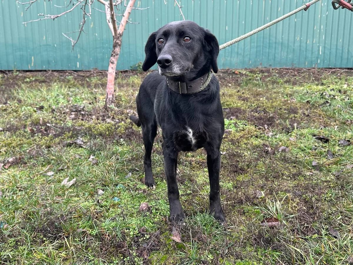 Stella (Стелла),  Mixed Breed for adoption at Animals City Kharkiv, Kharkiv
