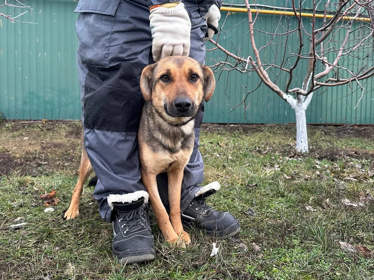 Knopka (Кнопка), Mixed Breed for adoption at Animals City Kharkiv, Kharkiv