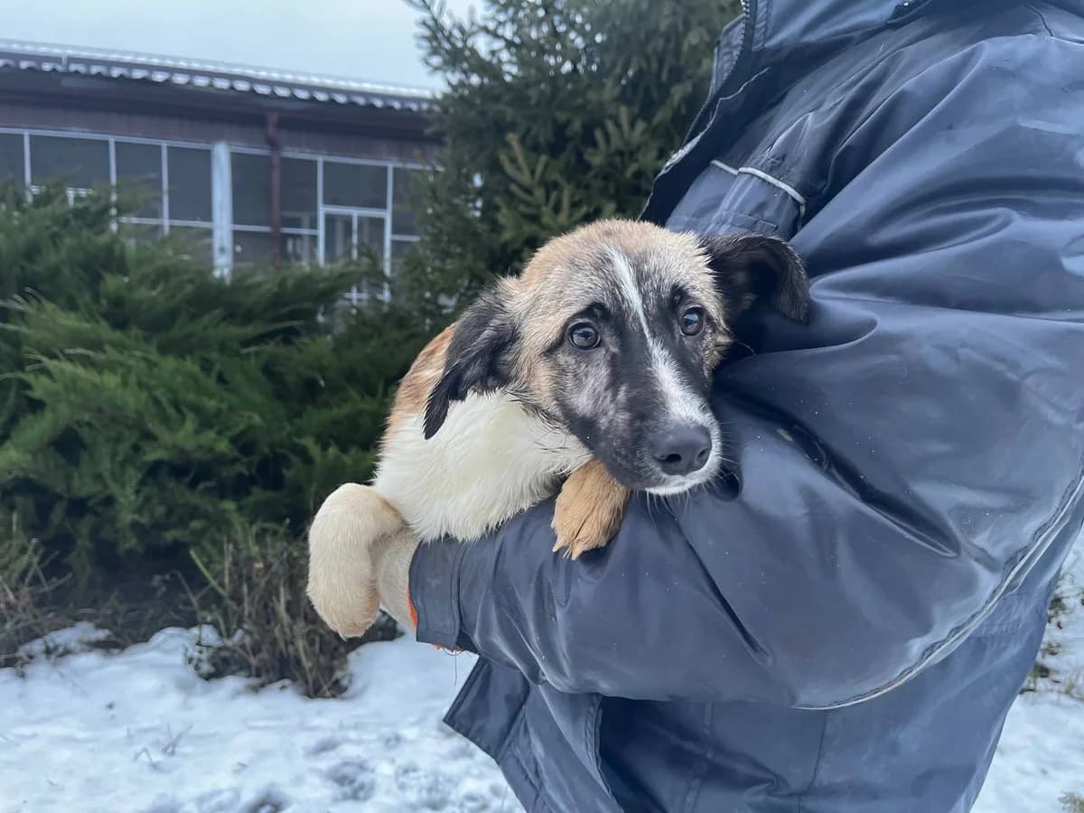 Dzhey (Джей), Mixed Breed for adoption at Animals City Kharkiv, Kharkiv