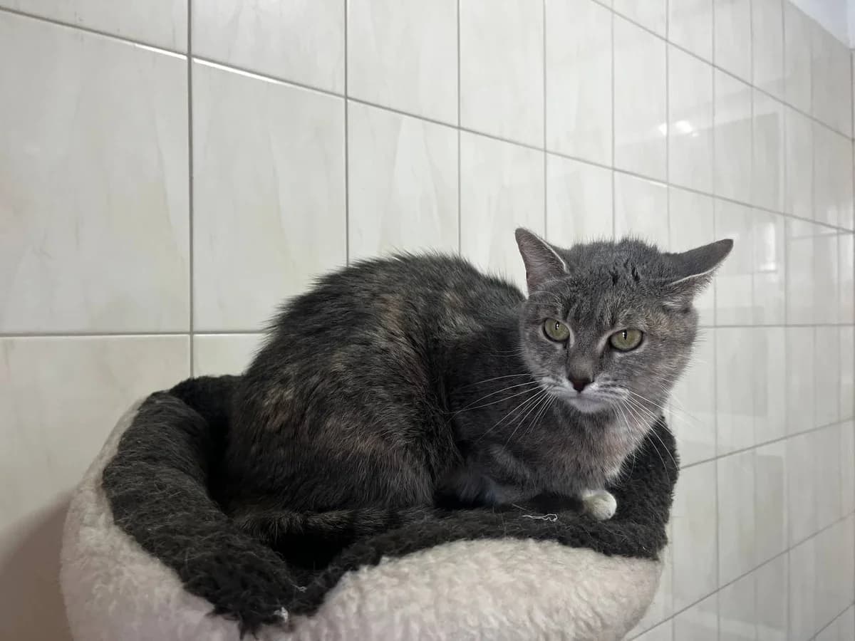 Marfa (Марфа), Mixed Breed for adoption at Animals City Kharkiv, Kharkiv