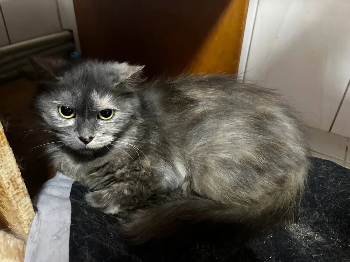 Linda (Лінда), Mixed Breed for adoption at Animals City Kharkiv, Kharkiv