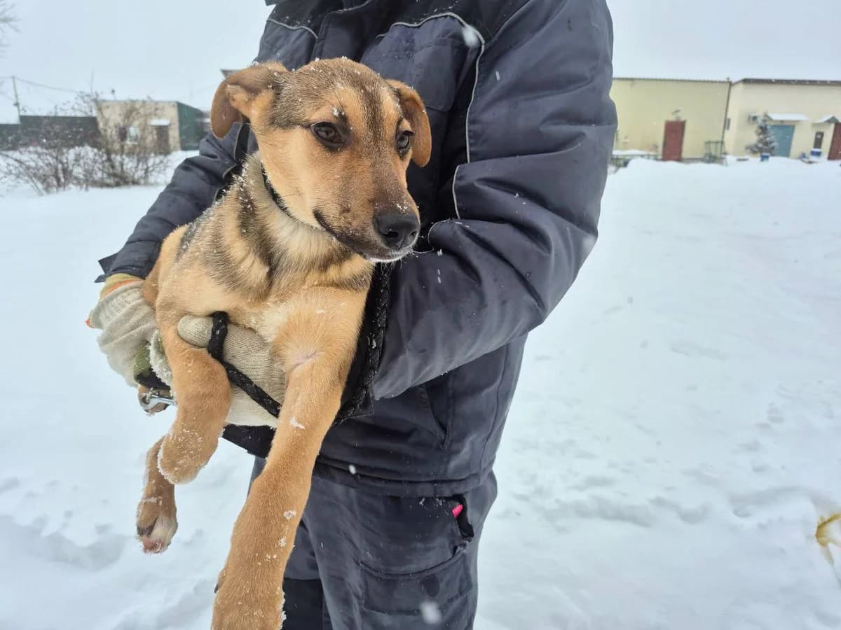 Syuzi (Сьюзі), Mixed Breed for adoption at Animals City Kharkiv, Kharkiv