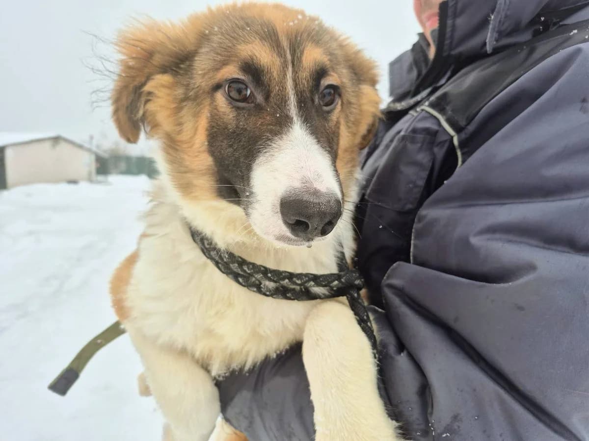Dastin (Дастін), Mixed Breed for adoption at Animals City Kharkiv, Kharkiv