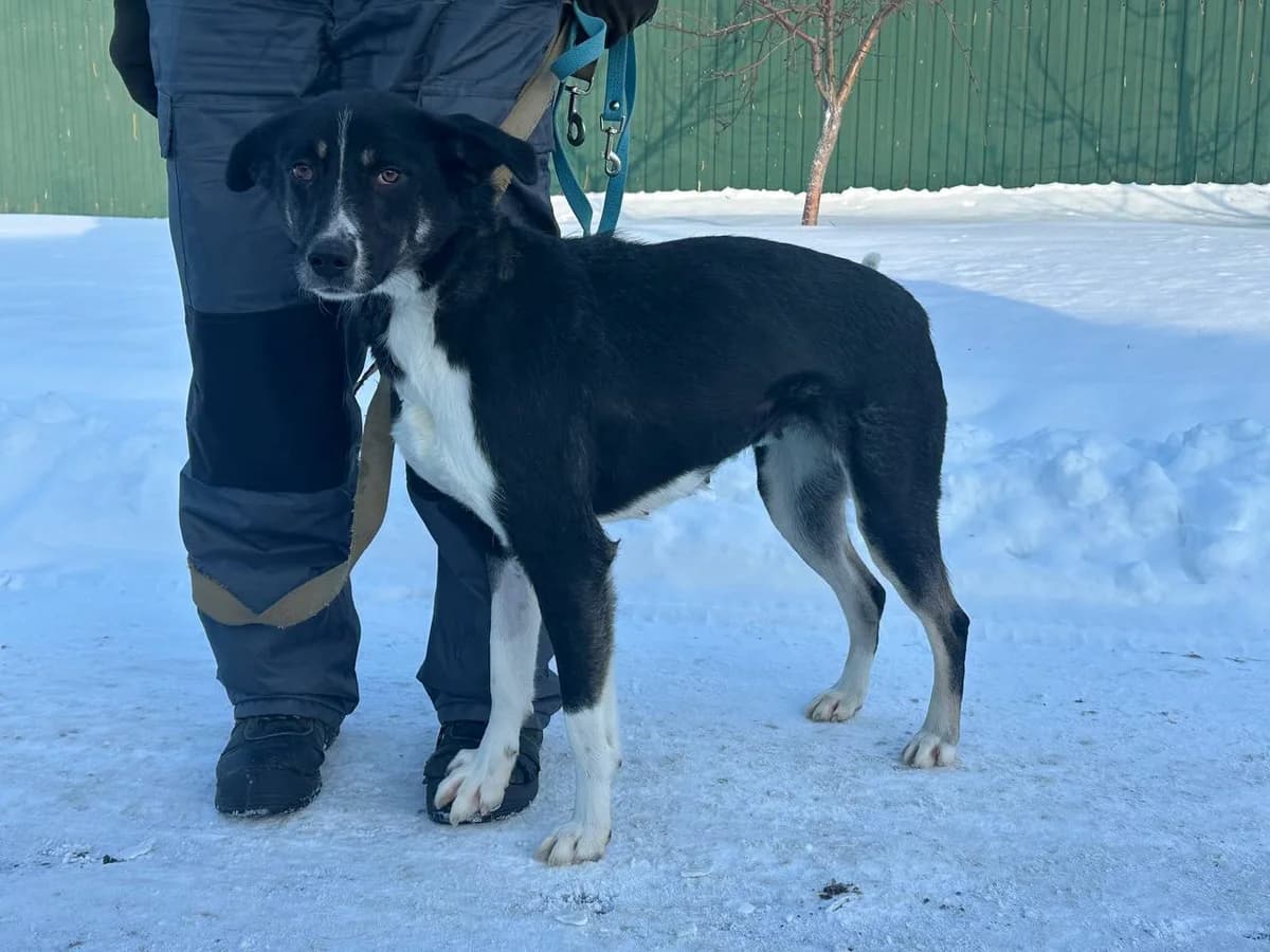 Adel (Адель), Mixed Breed for adoption at Animals City Kharkiv, Kharkiv