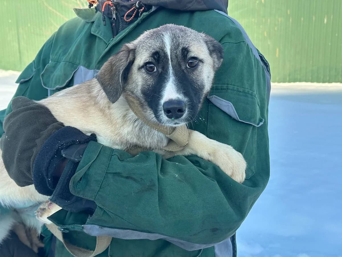 Tina (Тіна), Mixed Breed for adoption at Animals City Kharkiv, Kharkiv